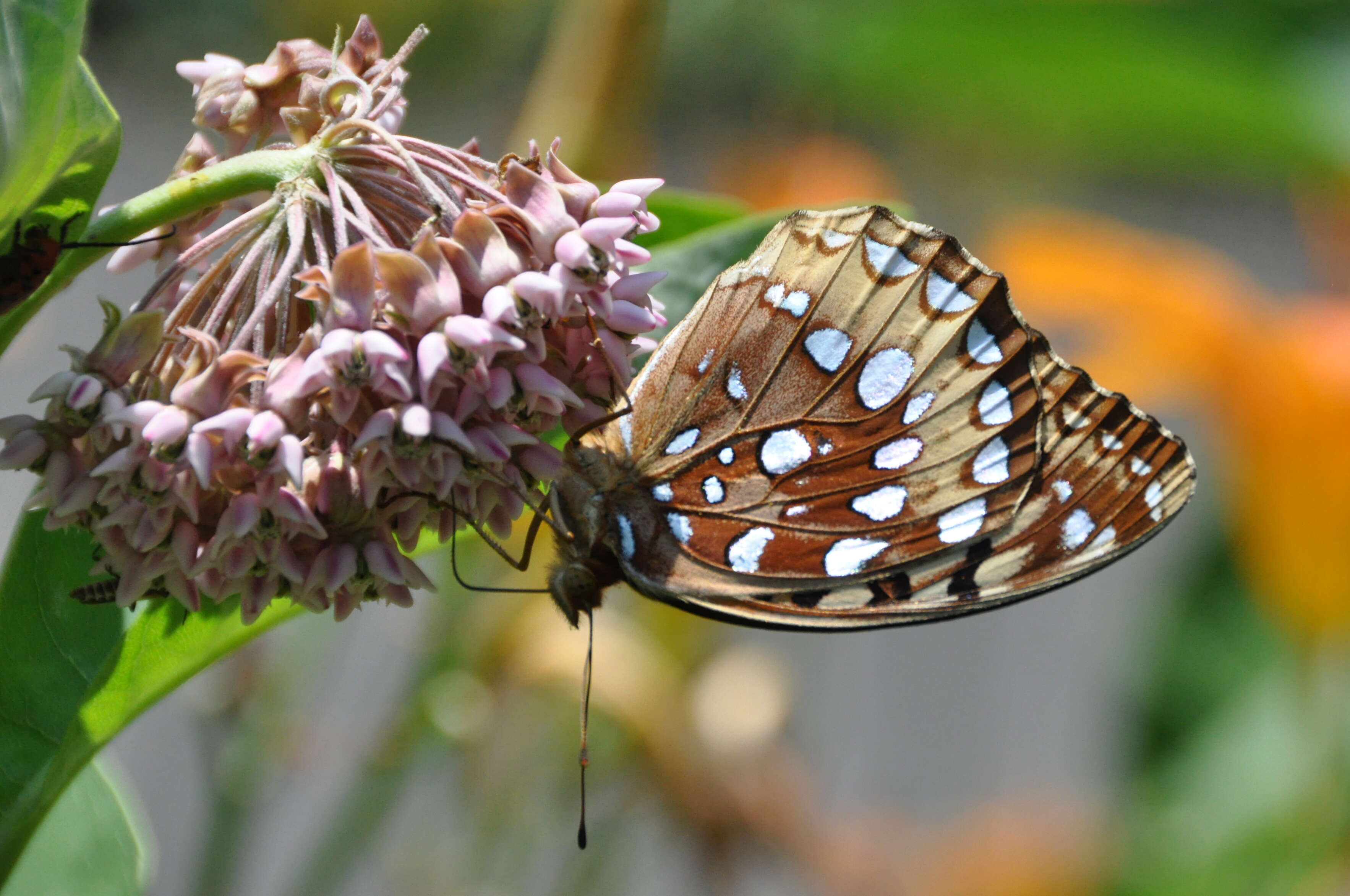 Image of Great Spangled Fritillary