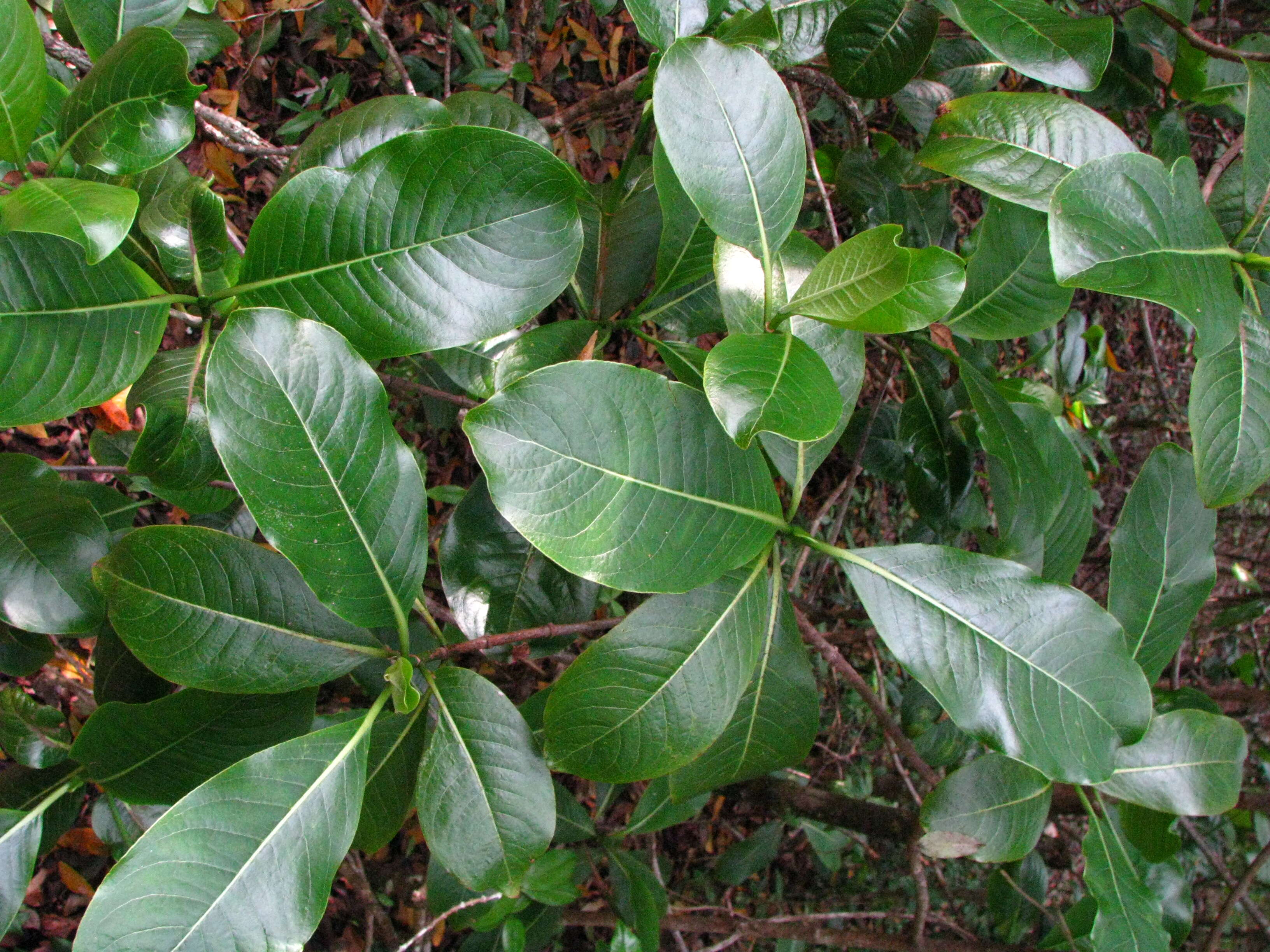 Plancia ëd Psychotria hawaiiensis (A. Gray) Fosberg