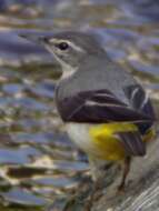 Image of Grey Wagtail