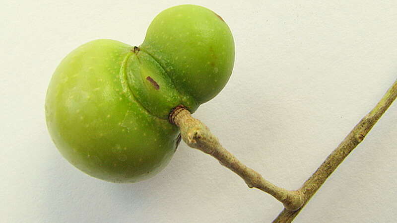 Image of wingleaf soapberry