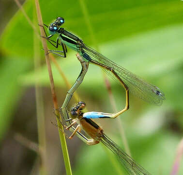 Image of Rambur's Forktail