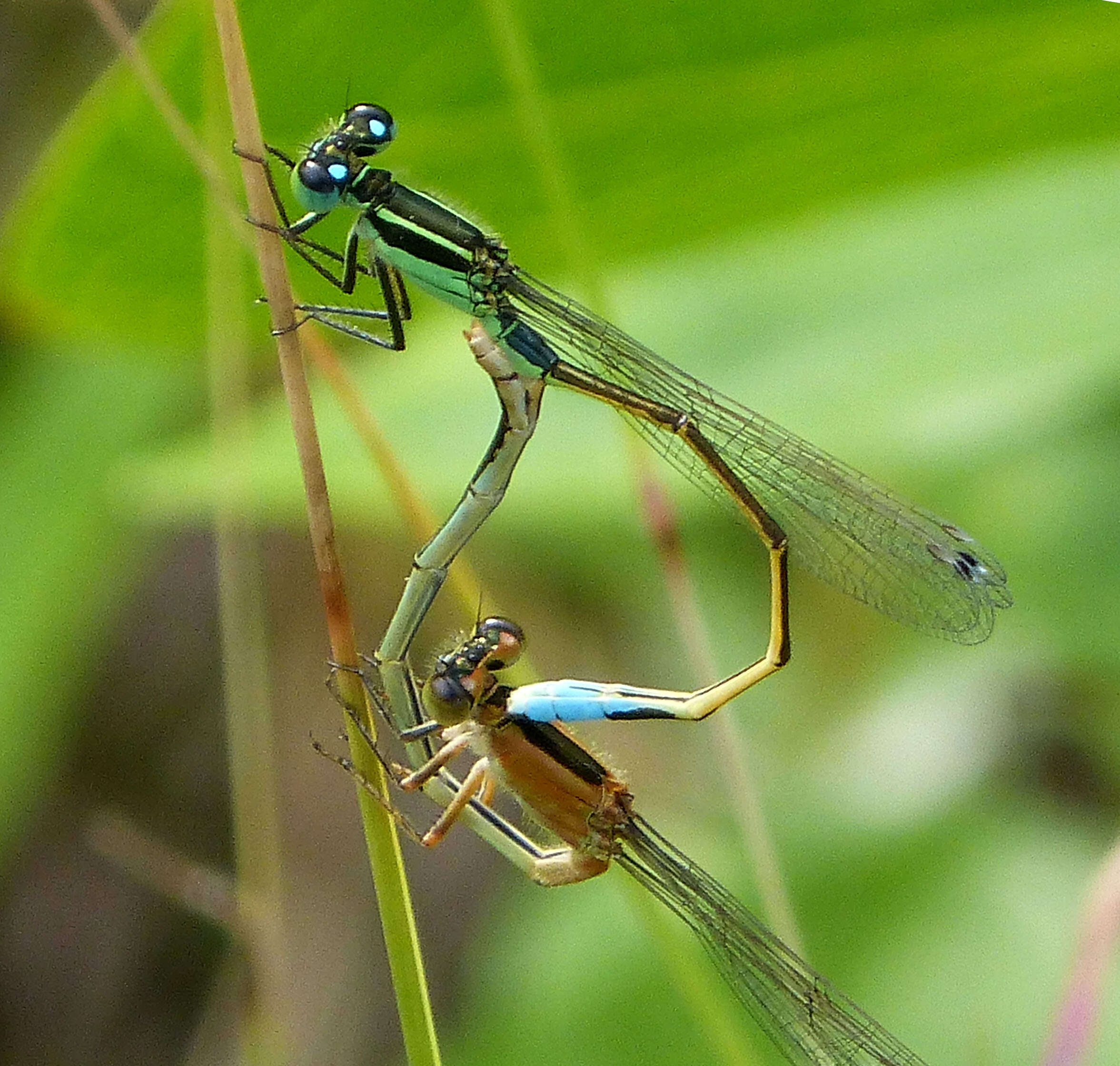 Image of forktail