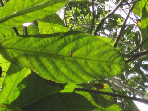 Image of Cacao Tree