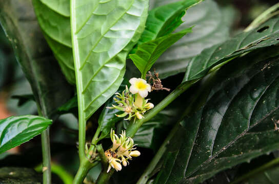 Image of Silvianthus bracteatus Hook. fil.