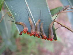 Imagem de Hymenoptera