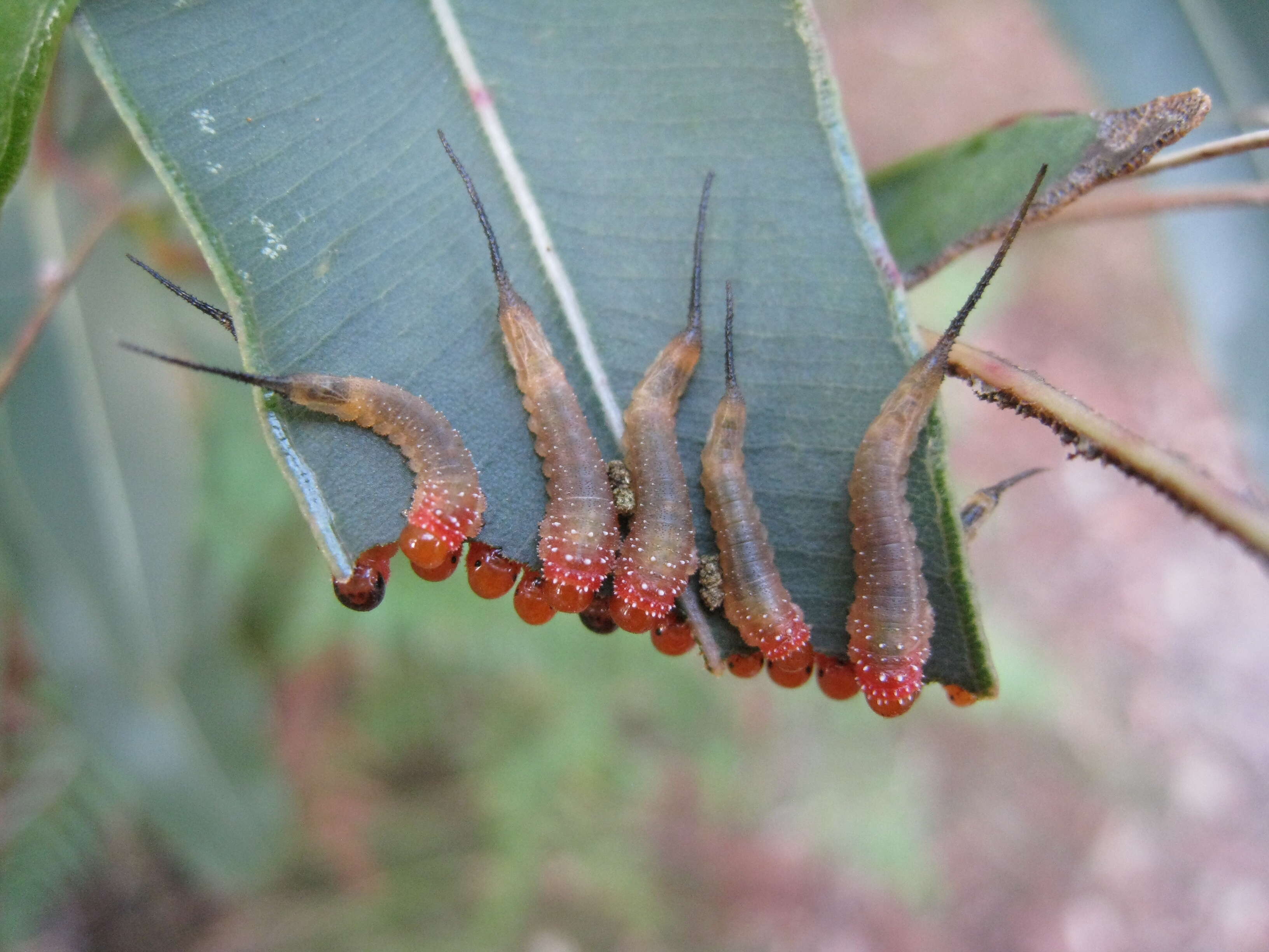 Image of Hymenoptera
