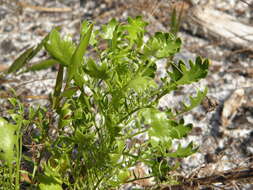 Eryngium aromaticum Baldw. resmi