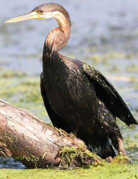 Image of African Darter