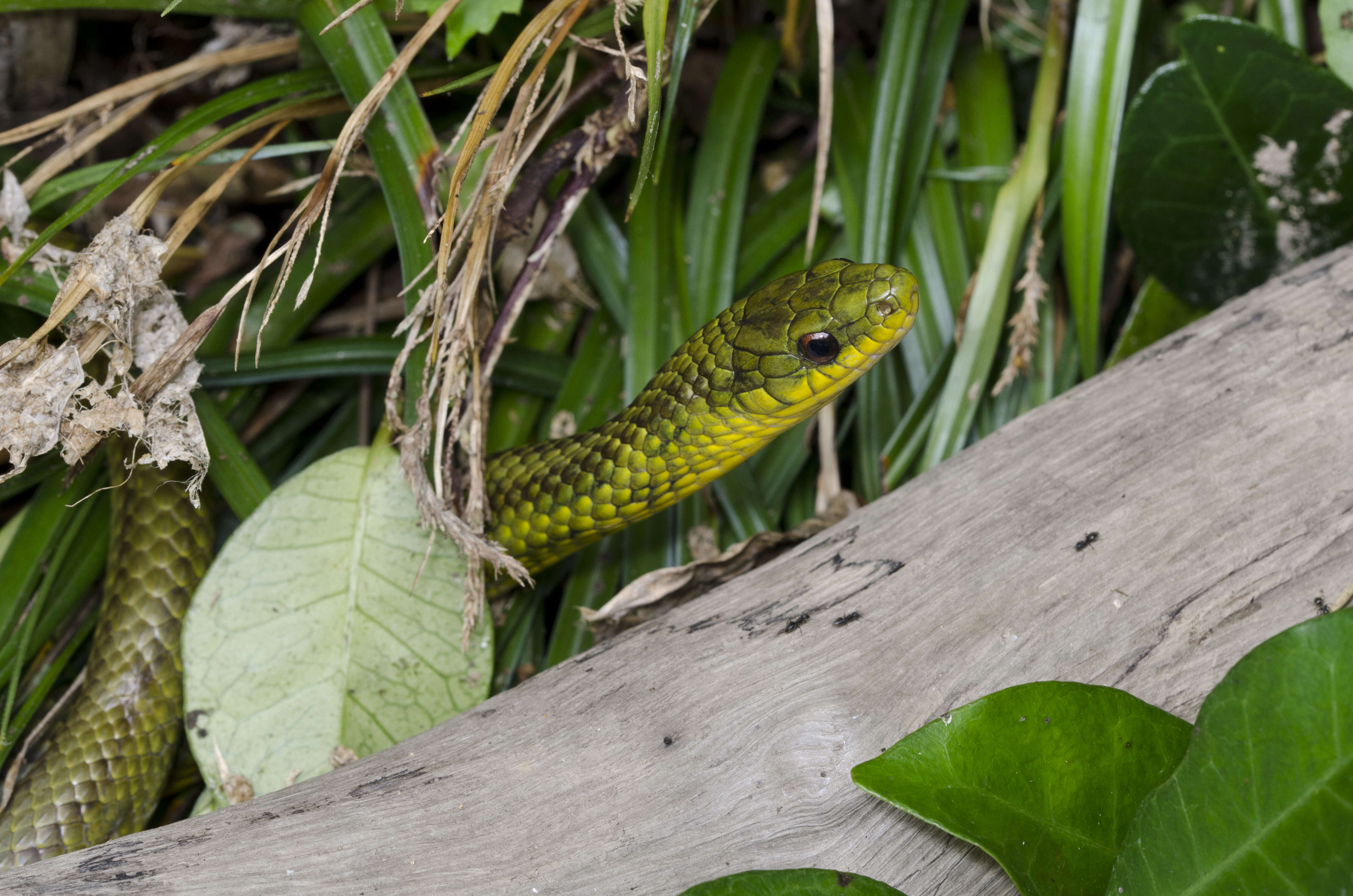 reptiles green snakes