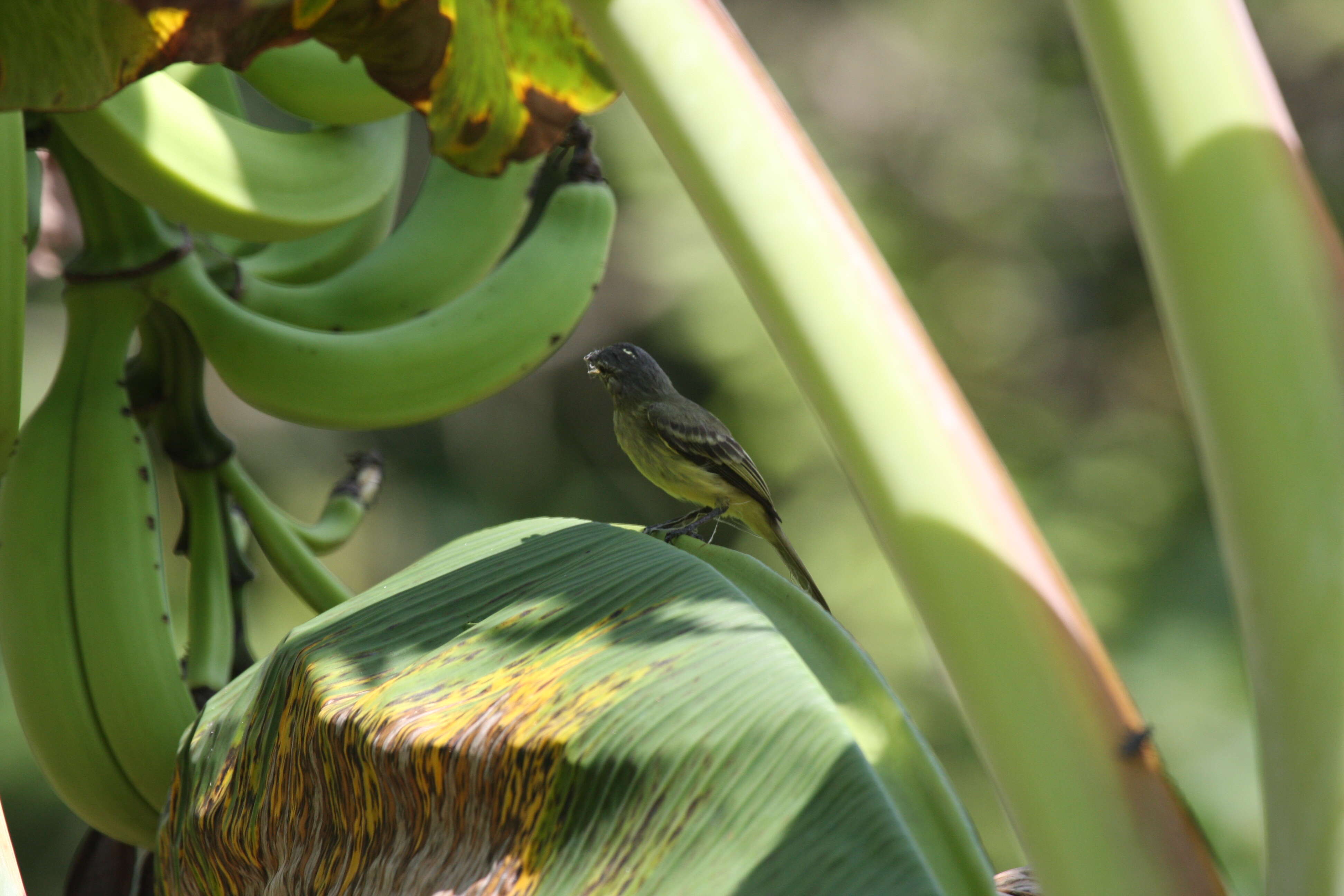 Image of Forest Elaenia