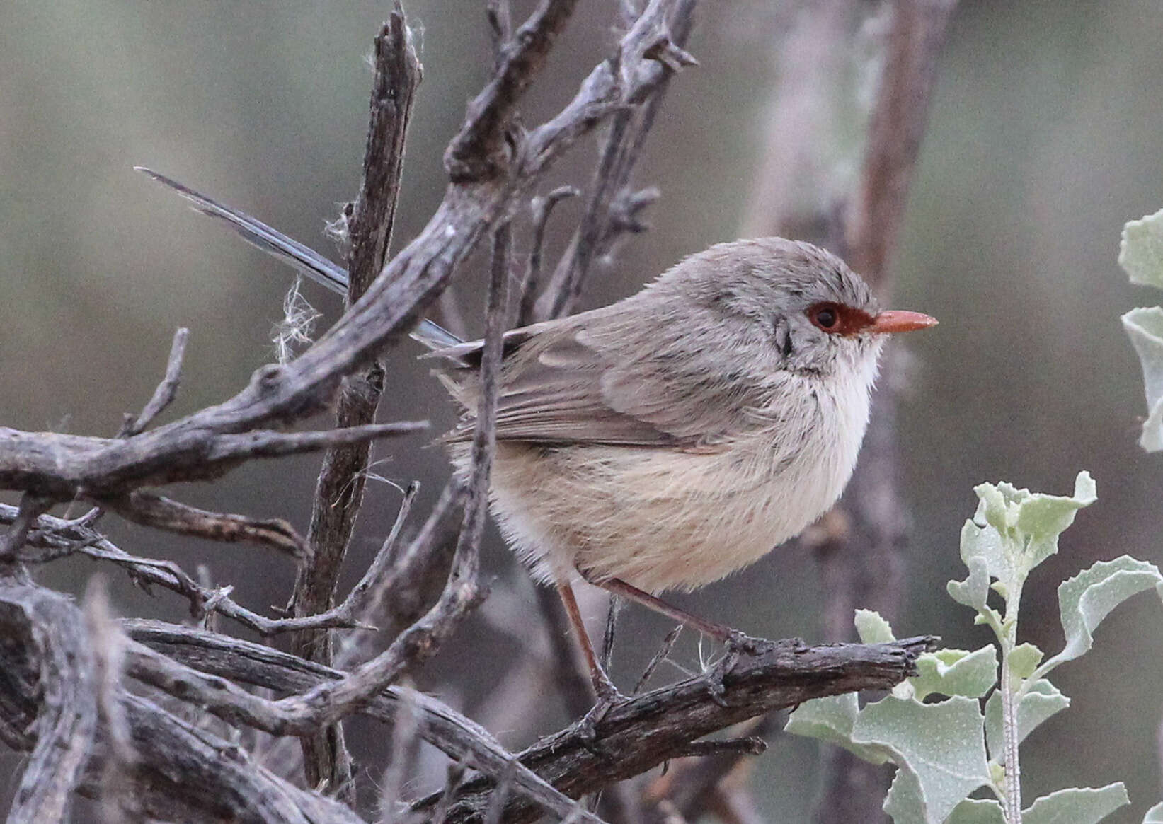 Image of fairywrens and relatives