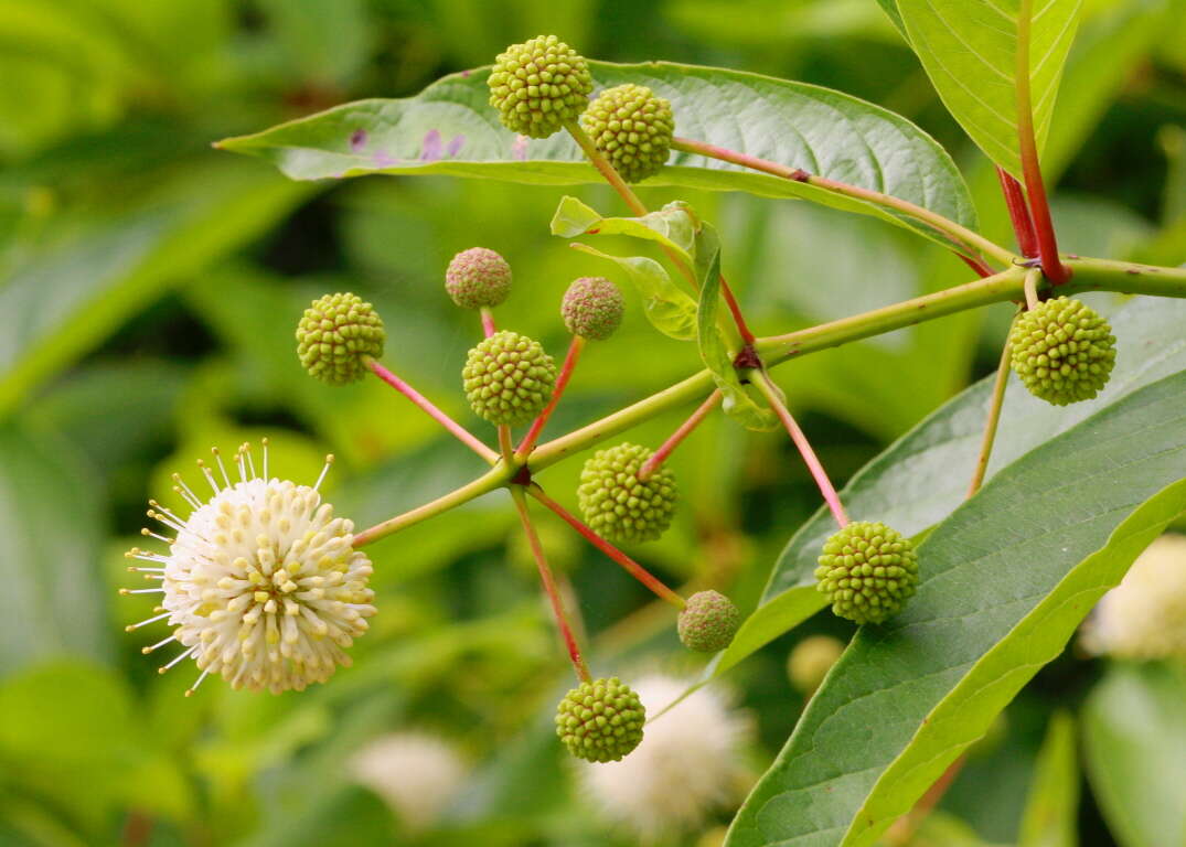 Image of common buttonbush