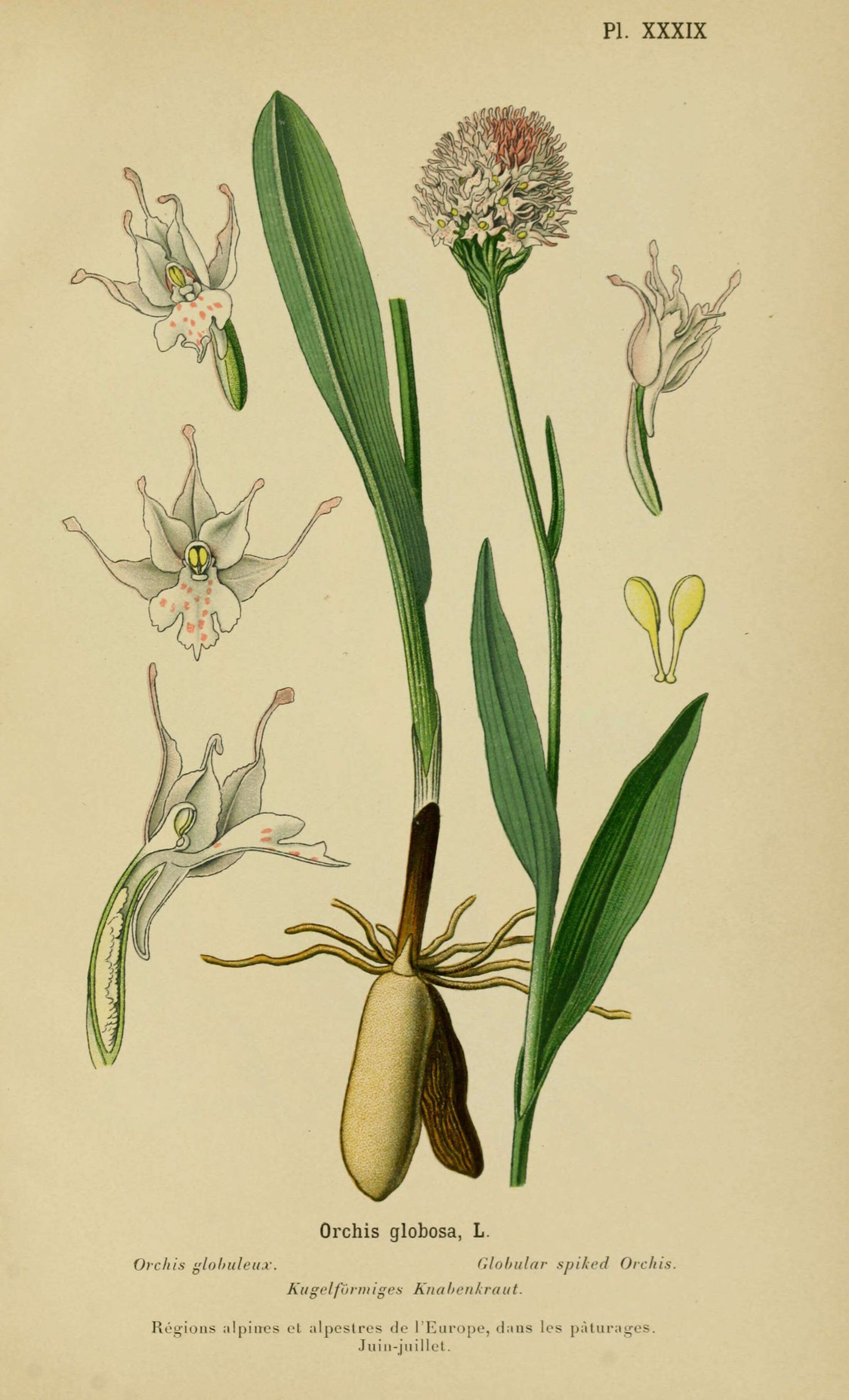 Image of globe orchid