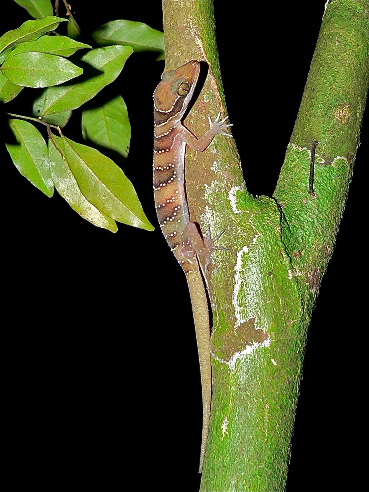 Image of Barking Gecko