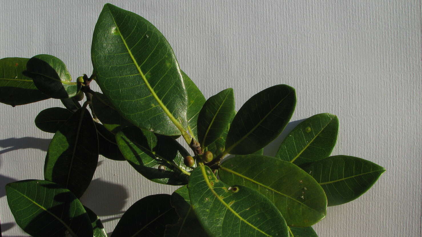 Ficus bahiensis C. C. Berg & Carauta的圖片