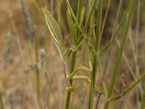 Image of Mediterranean Mantis