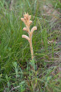 Image of Orobanche teucrii Holandre