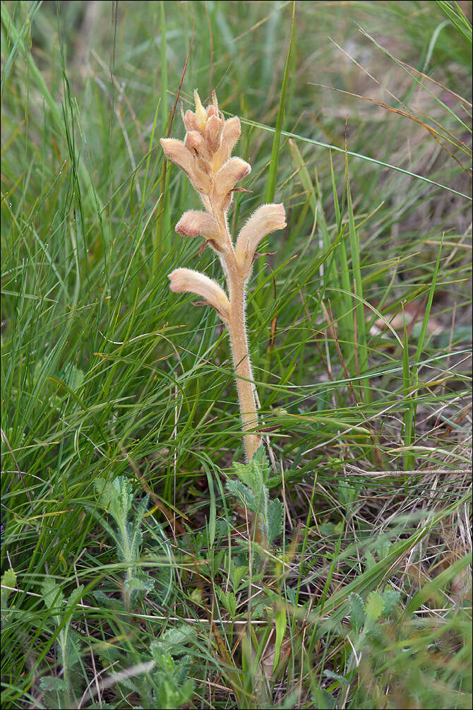 Image of Orobanche teucrii Holandre