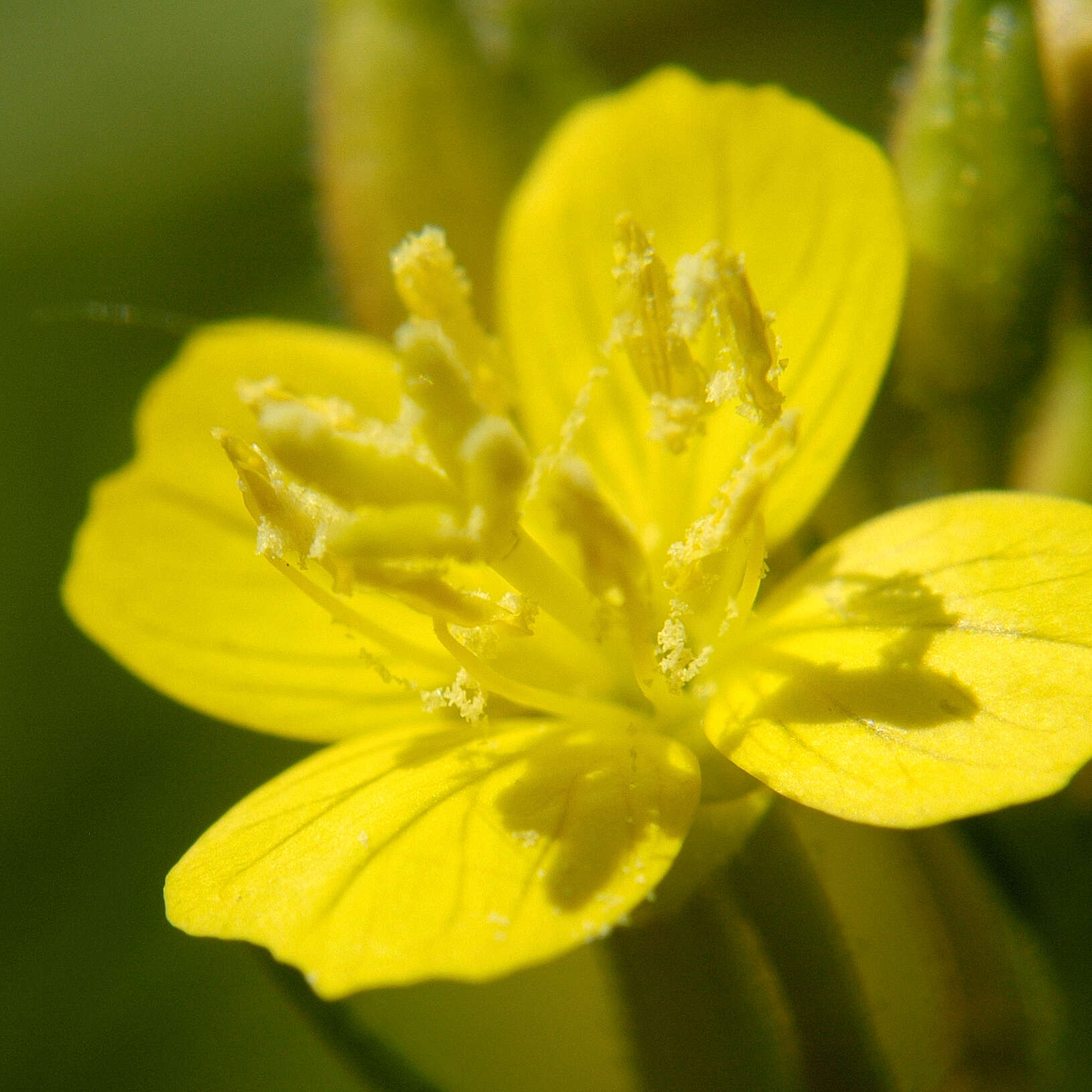 Image of Small sundrops