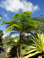 Image of scaly tree ferns