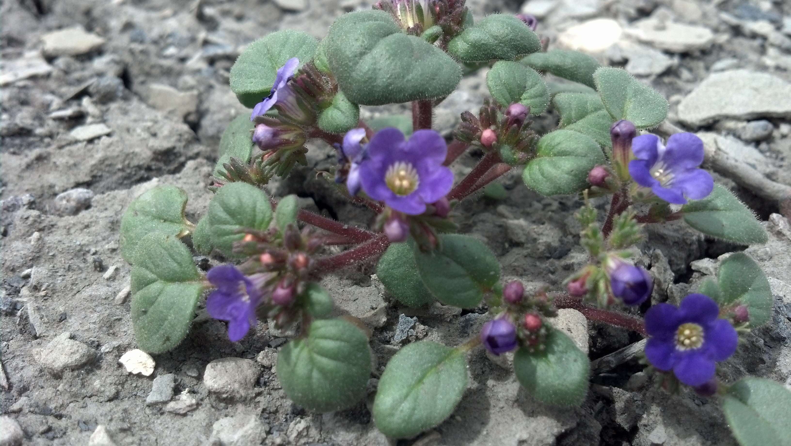 Phacelia demissa A. Gray的圖片