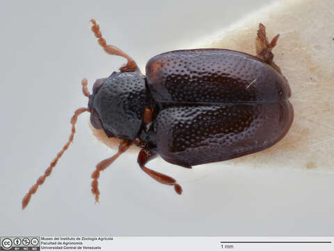 Image of <i>Gioia punctata</i>