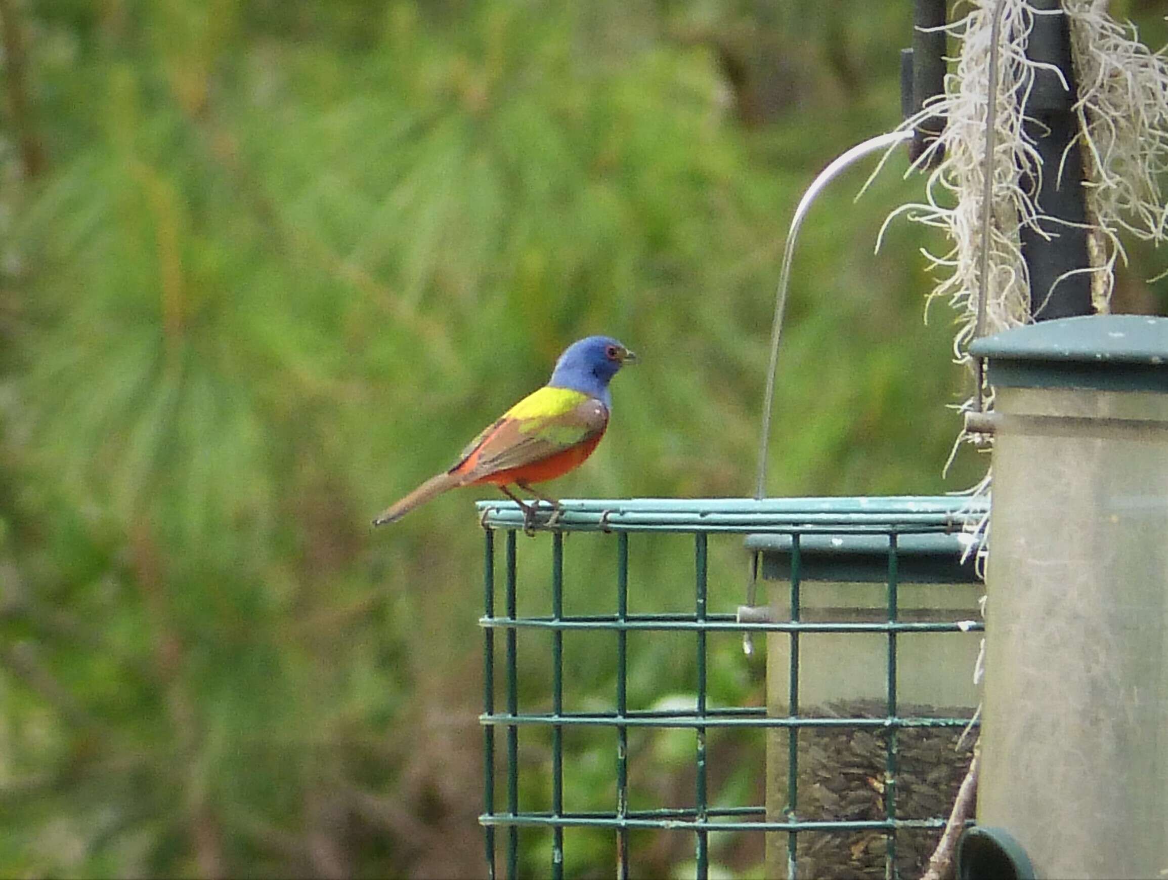 Image of Painted Bunting