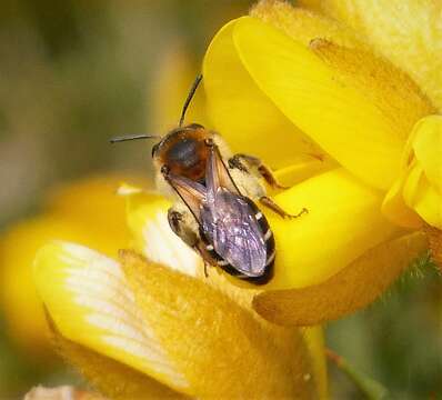 Image of Andrena dorsata (Kirby 1802)