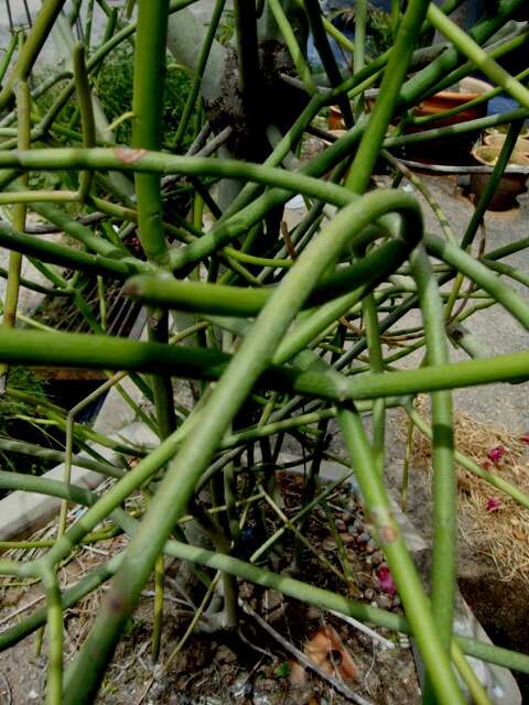 Image of Indiantree spurge