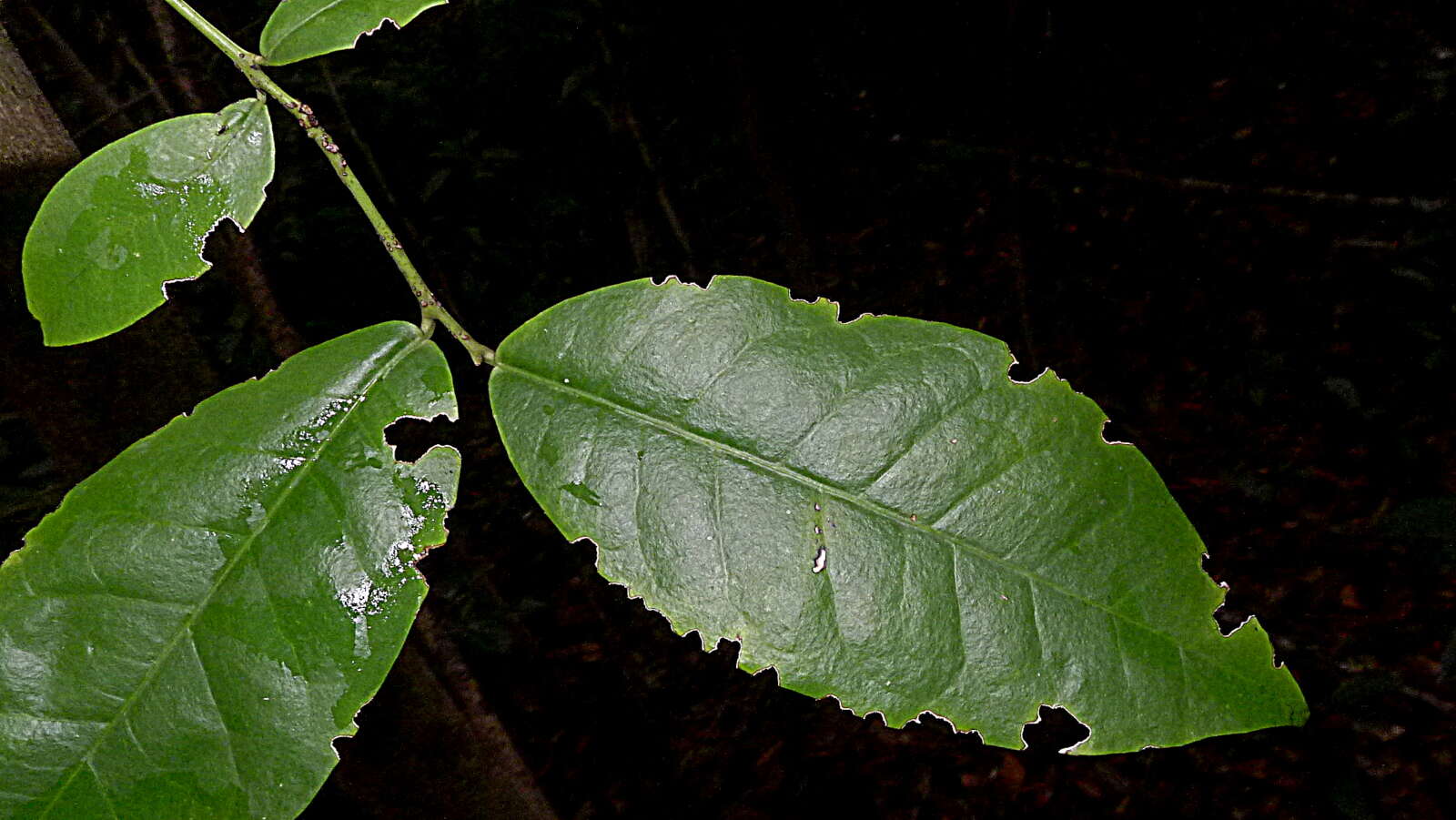 Image of Gymnanthes glabrata (Mart.) Govaerts