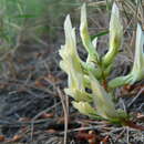 Imagem de Astragalus monspessulanus subsp. gypsophilus Rouy