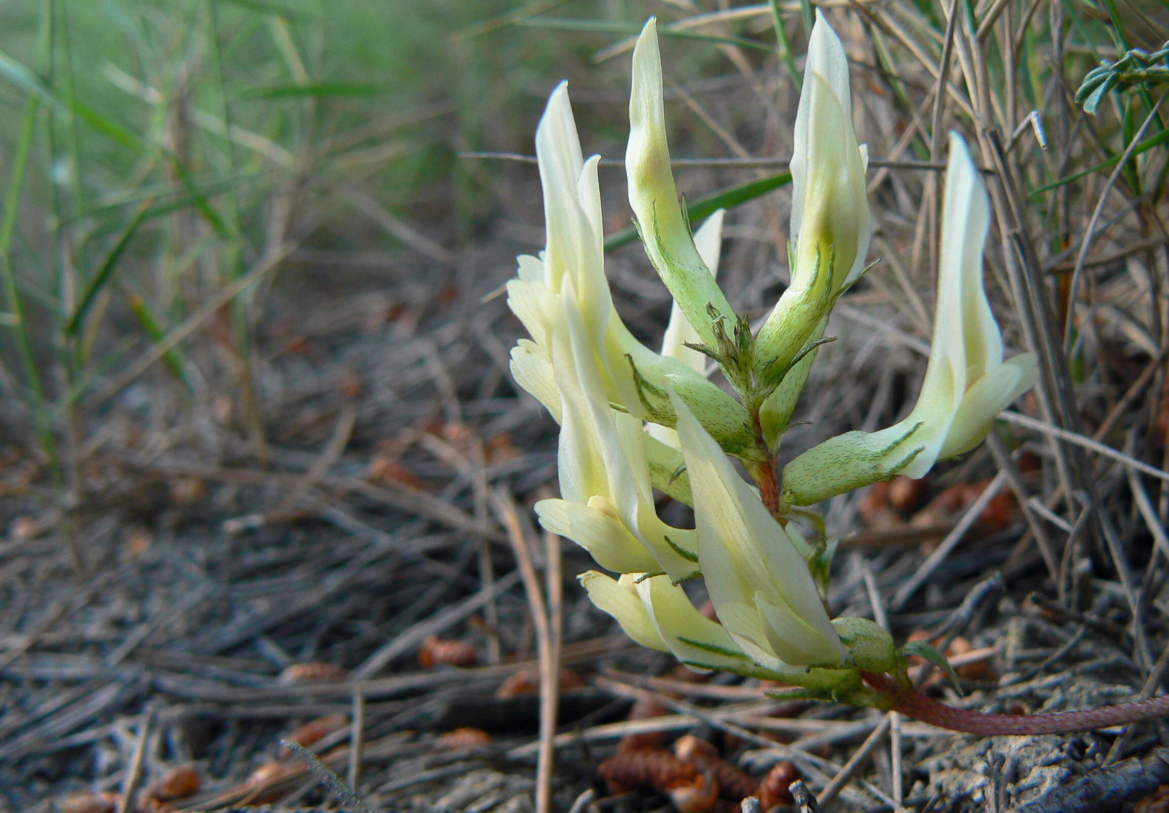 Image of Astragalus monspessulanus subsp. gypsophilus Rouy