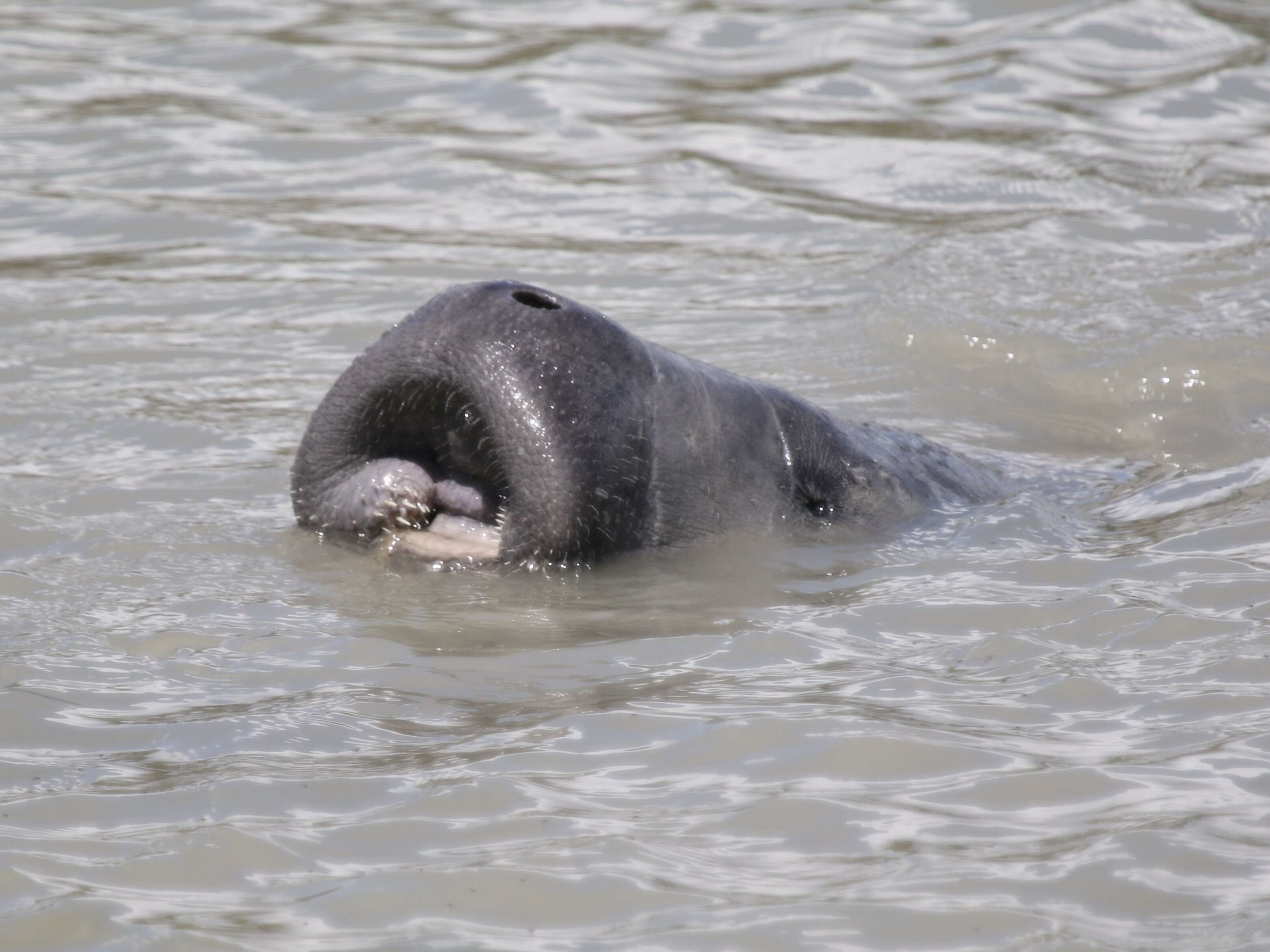 Image of manatees