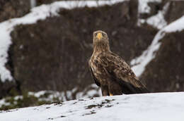 Image of White-tailed Eagle