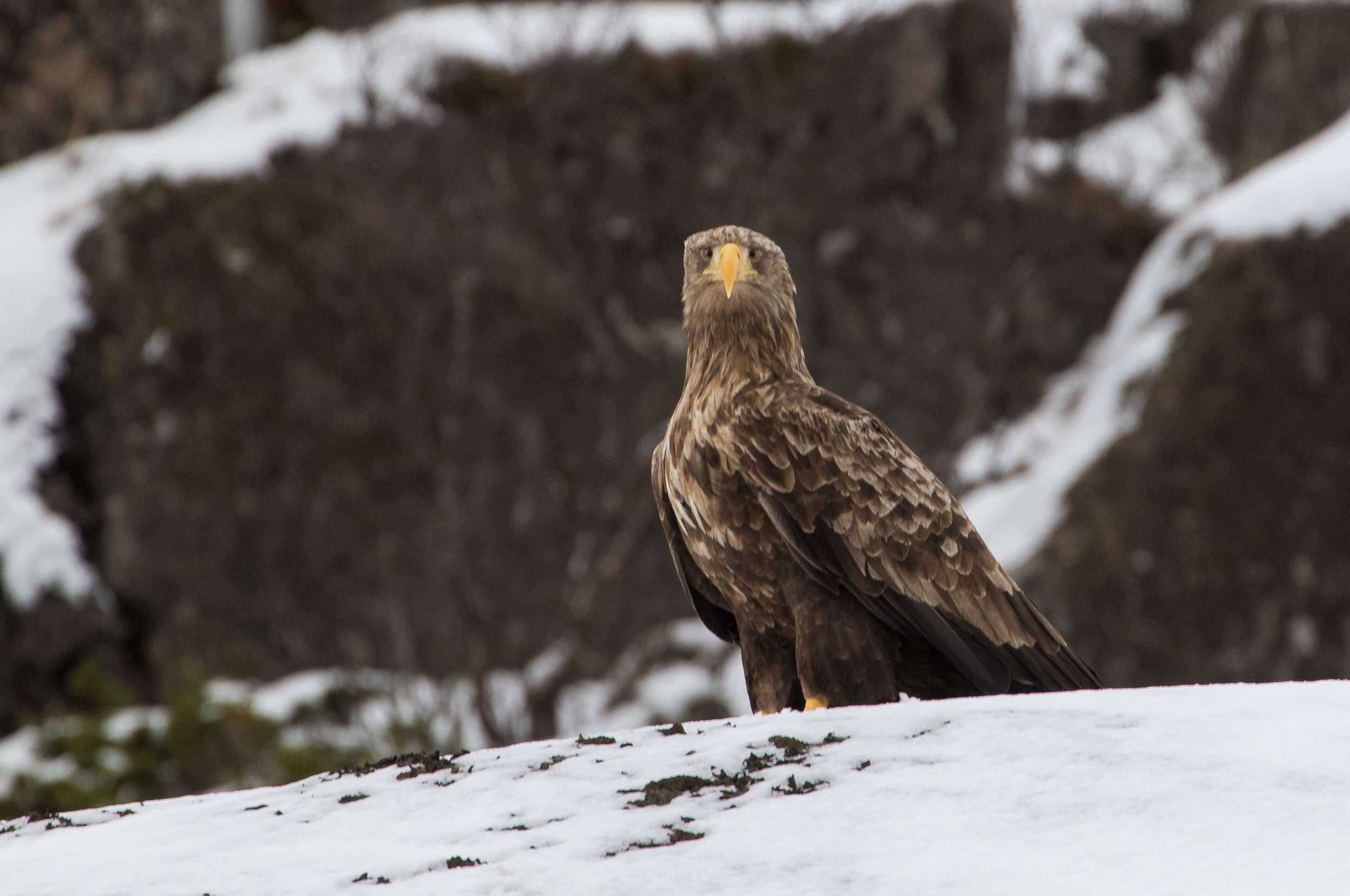 Image of White-tailed Eagle