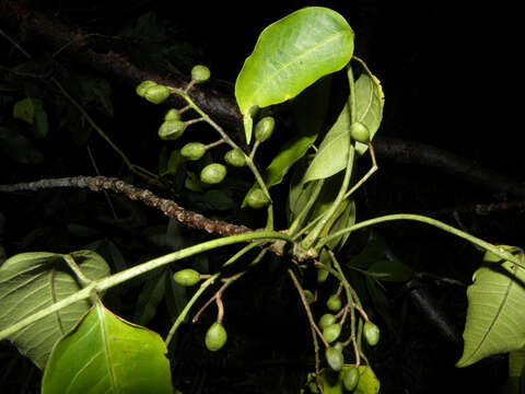 Image of gumbo limbo