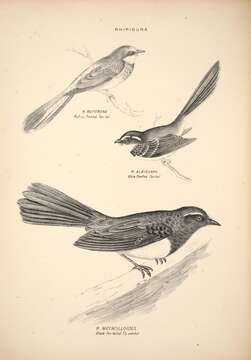 Image of Rhipidura Vigors & Horsfield 1827