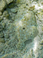 Image of Flounder