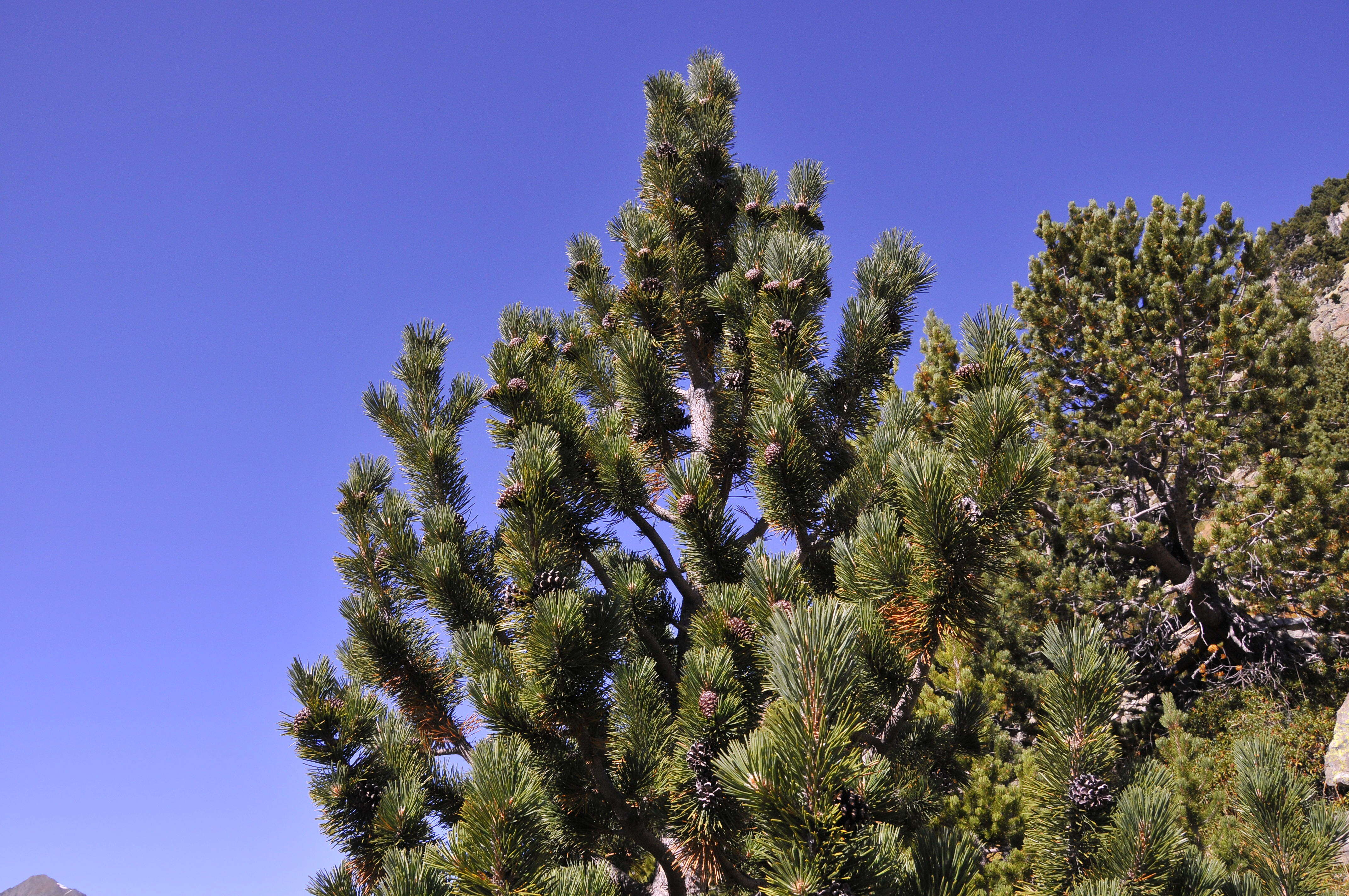 Image of Mountain Pine