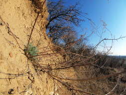 Image of field sagewort