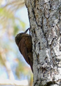 Image of Planalto Woodcreeper