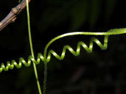 Image of Cayaponia prunifera (Poepp. & Endl.)