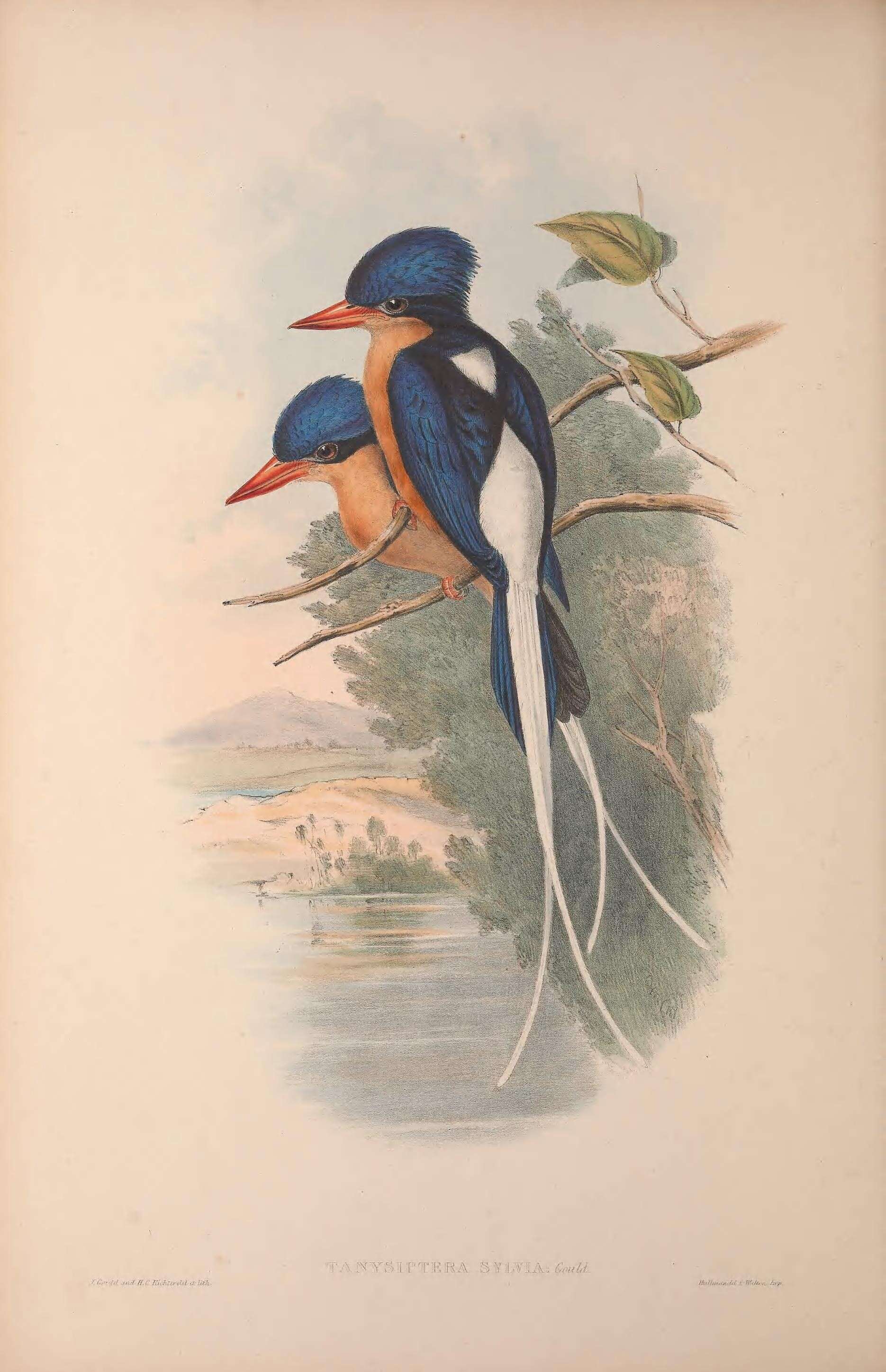 Image of Tanysiptera Vigors 1825