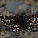 Image of Two-banded Checkered Skipper