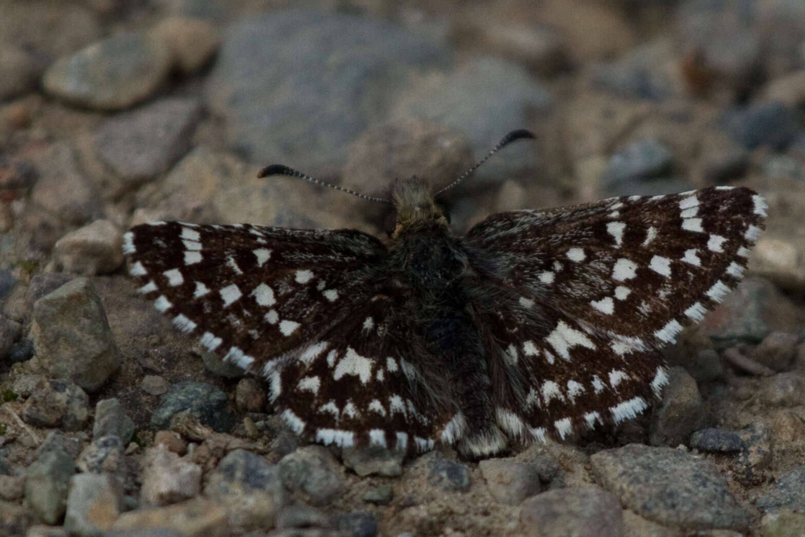 Image of Checkered-Skippers