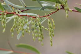 Image of Acacia multisiliqua (Benth.) Maconochie