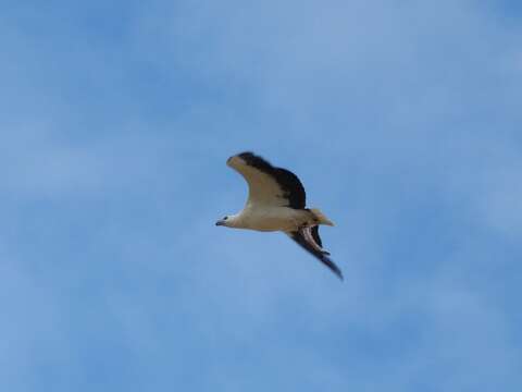 Image of White-bellied Sea Eagle