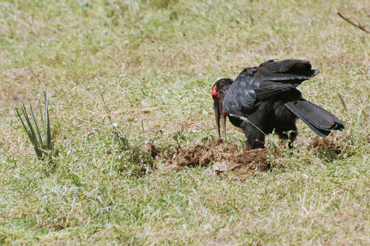 Imagem de Bucorvus leadbeateri (Vigors 1825)