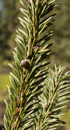 Image of Fir