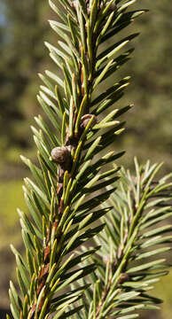 Image of Oyamel Fir